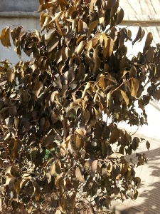 محمد محمدی